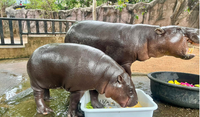 Kebun Binatang Thailand Bantah Eksploitasi Kuda Nil Moo Deng